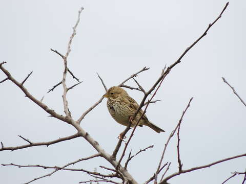 Image of Corn Bunting