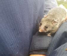 Image of Mountain Pygmy Possums