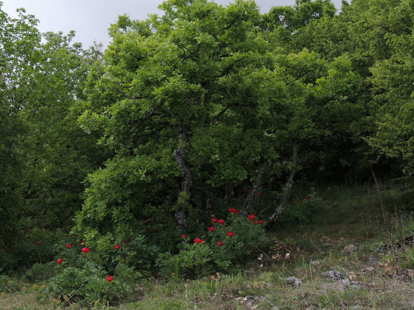 Sivun Turkinpioni kuva