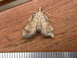 Image of Bean-leaf Webworm Moth