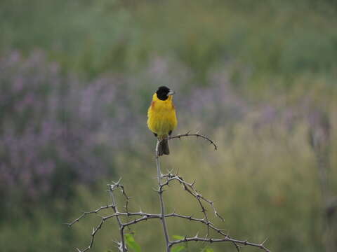 Image of Black-headed Bunting