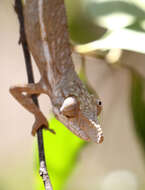 صورة Furcifer rhinoceratus (Gray 1845)