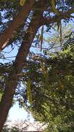 Image of Northern Red-billed Hornbill