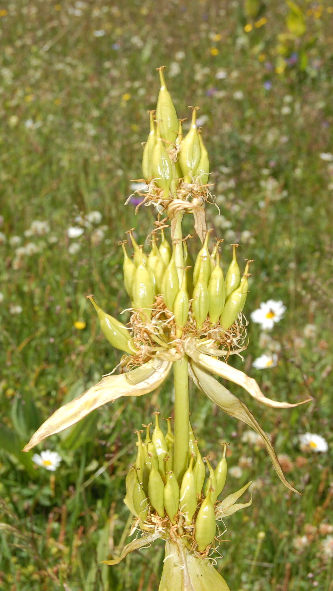 Image of bitter root