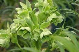 Image of Stinking Hellebore