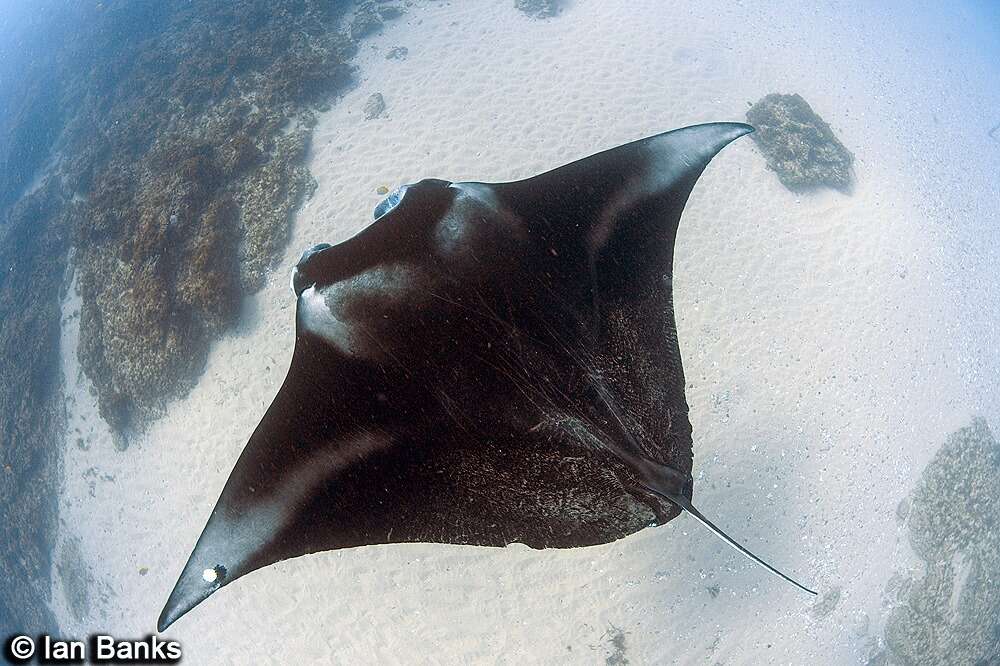 Plancia ëd Mobula alfredi (Krefft 1868)