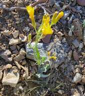 Image of limestone hawksbeard