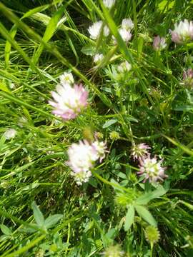 Plancia ëd Trifolium glanduliferum Boiss.