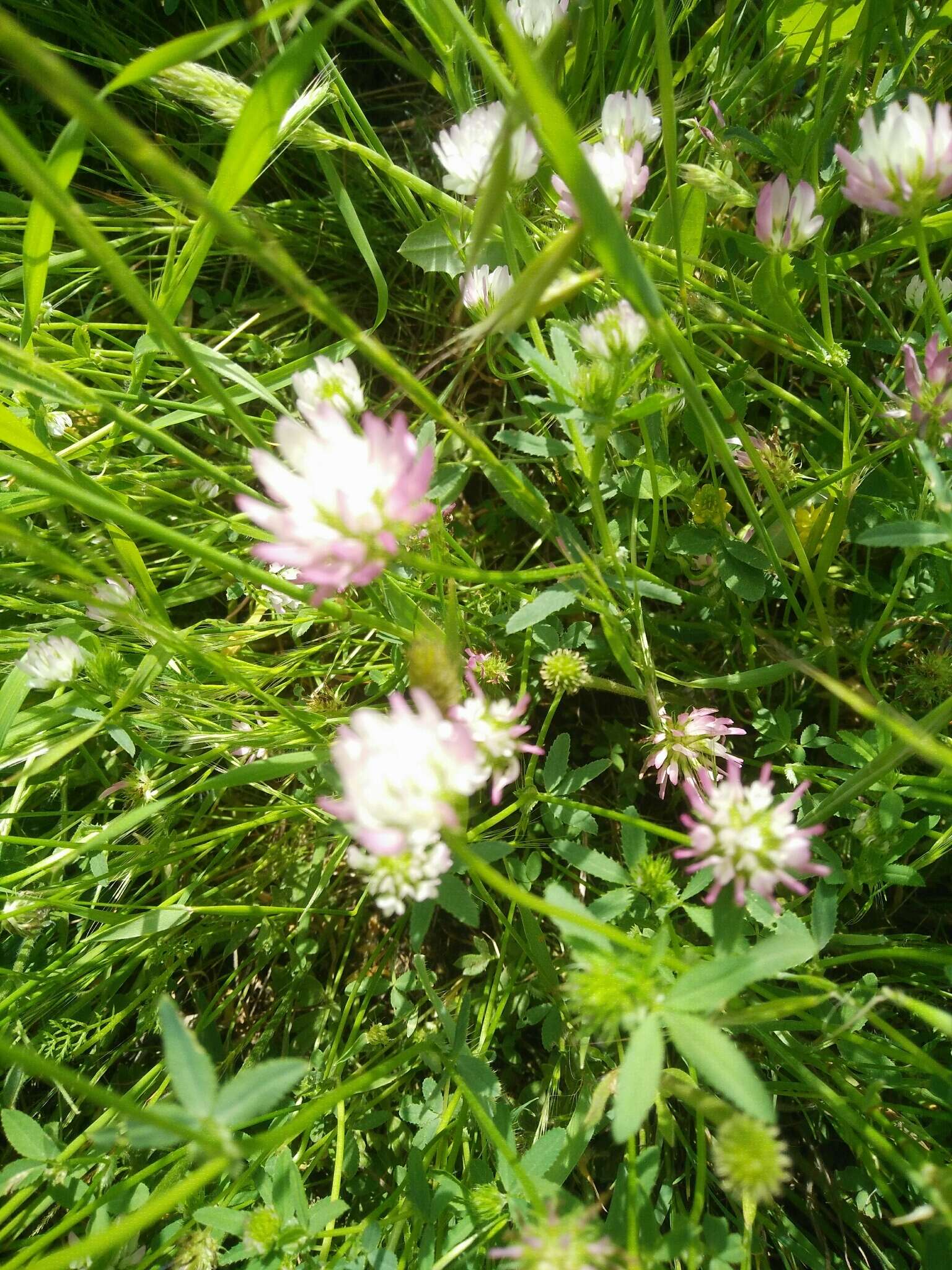 Image of glandular clover