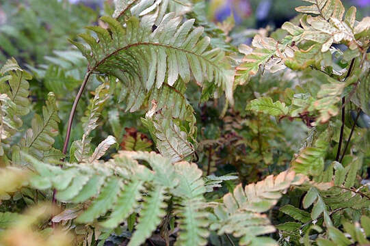 Image de Dryopteris erythrosora (D. C. Eat.) O. Kuntze