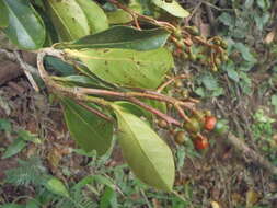 Image of Ocotea insularis (Meisn.) Mez