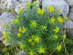 Image of Euphorbia bivonae subsp. bivonae