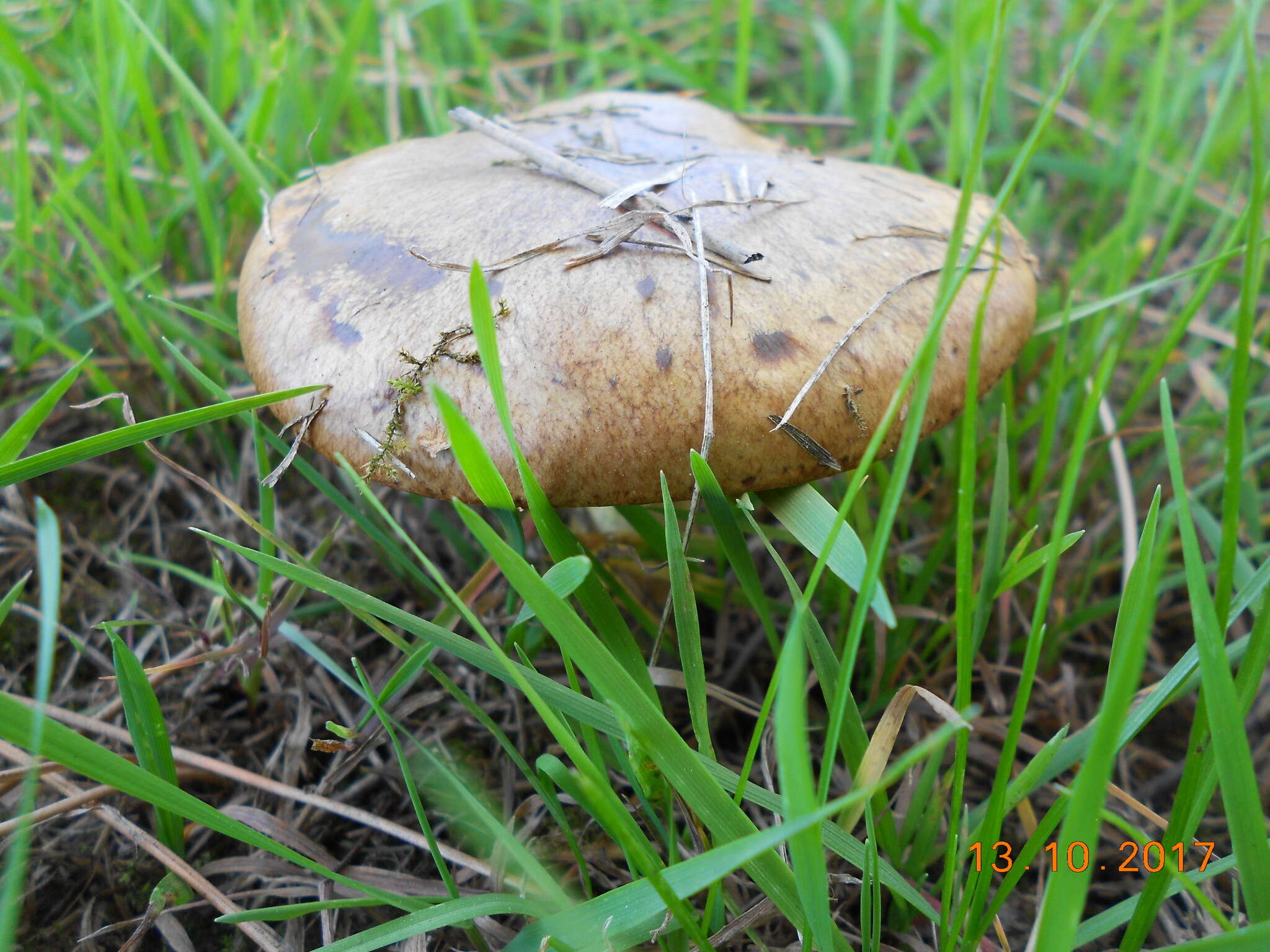 Sivun Suillus collinitus (Fr.) Kuntze 1898 kuva