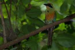 Image of Rufous-capped Motmot