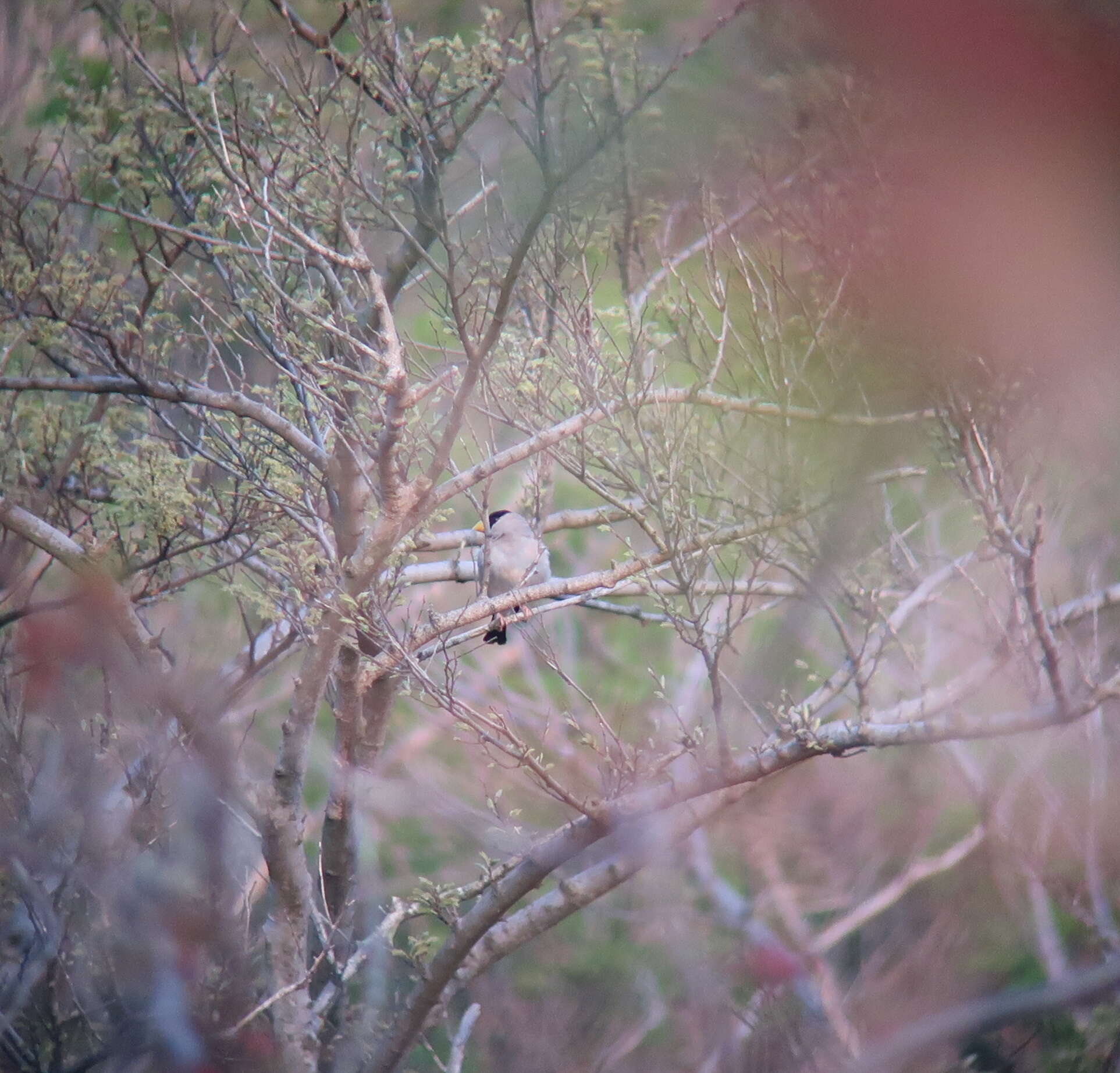 Image of Japanese Grosbeak