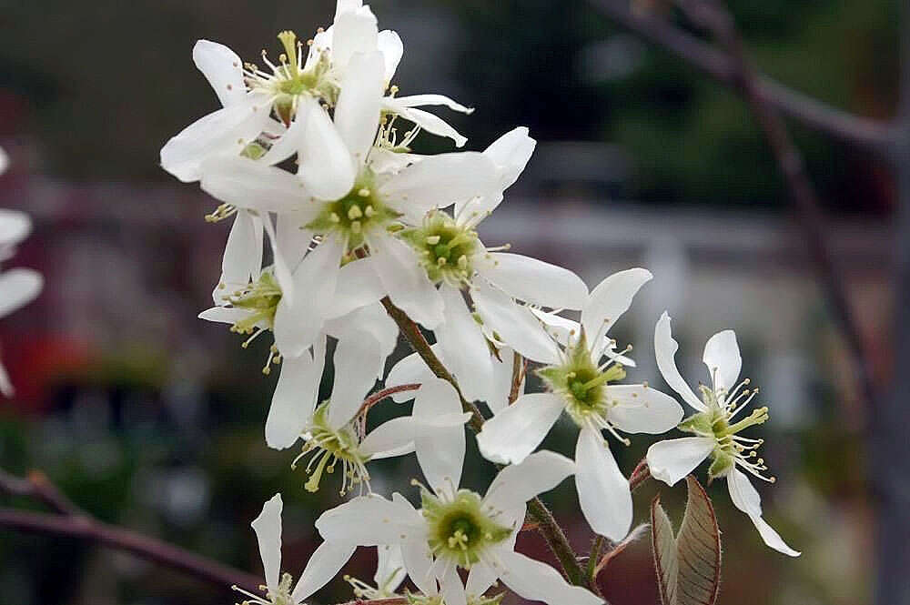 Image of Amelanchier grandiflora Rehd.