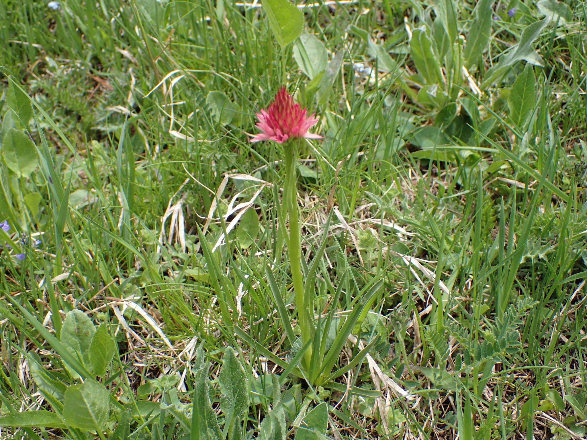 Слика од Gymnadenia corneliana (Beauverd) Teppner & E. Klein