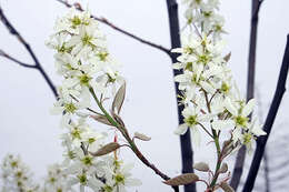 Image of Amelanchier grandiflora Rehd.