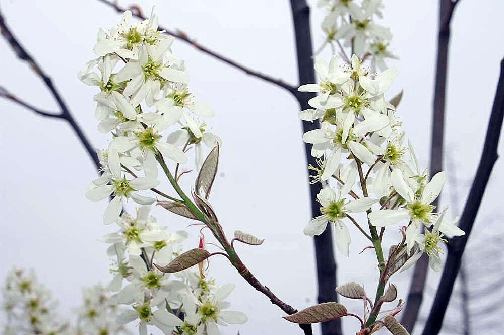 Image de Amelanchier grandiflora Rehd.