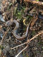 Image of Seepage Salamander