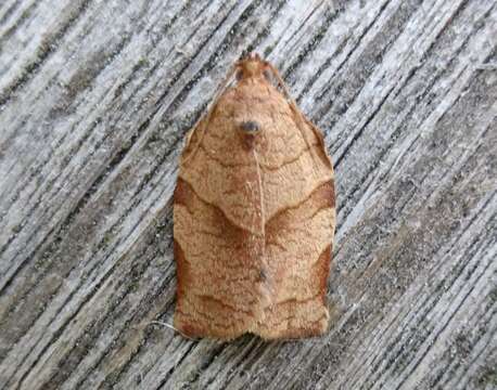 Image of Oblique-banded Leafroller