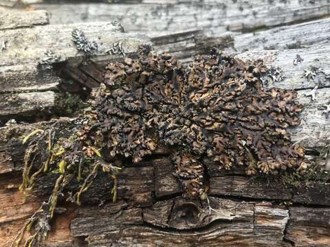 Image of tube lichen