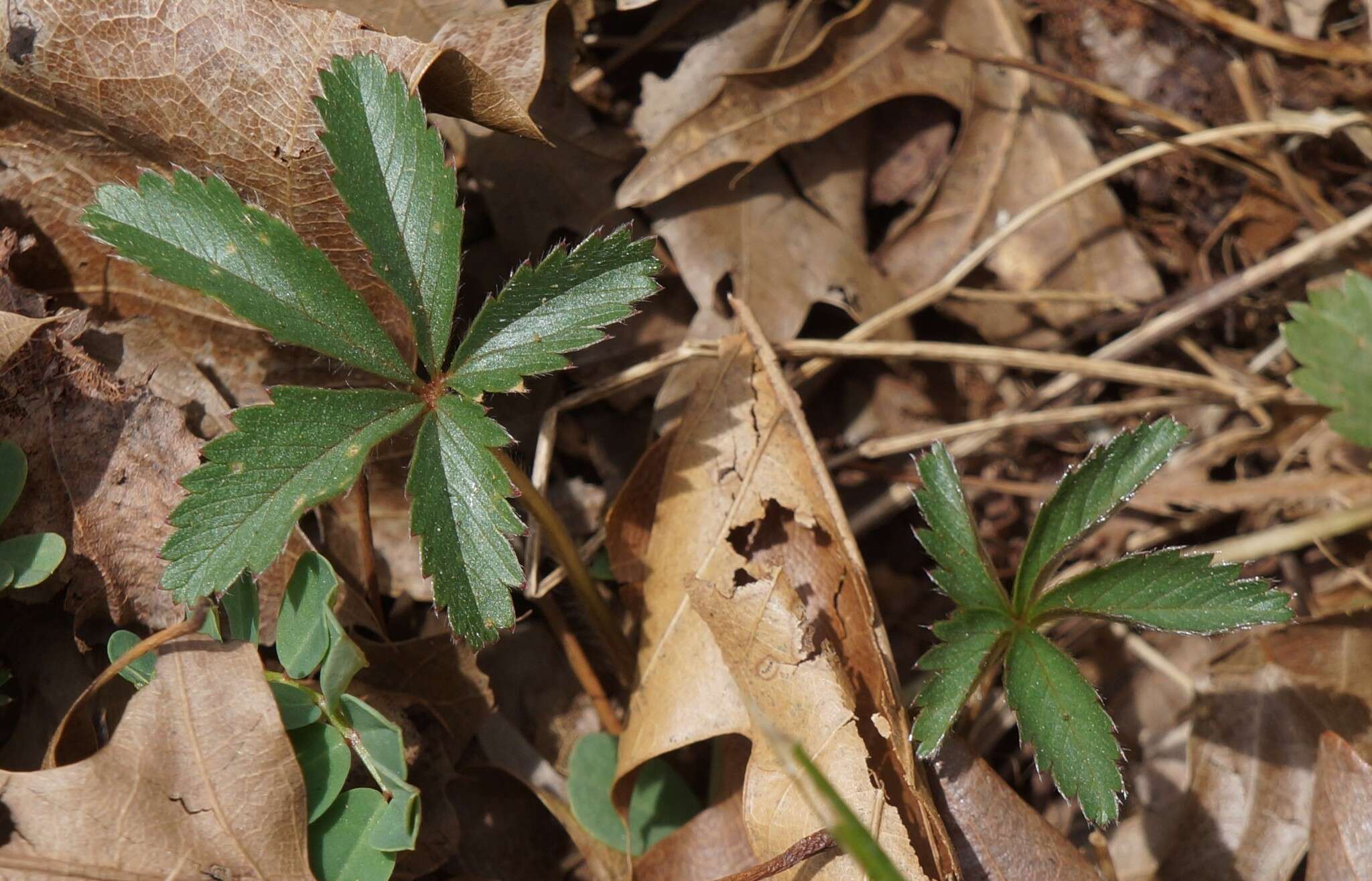 صورة Potentilla simplex Michx.