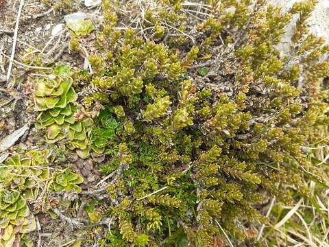 Image of Veronica densifolia F. Muell.