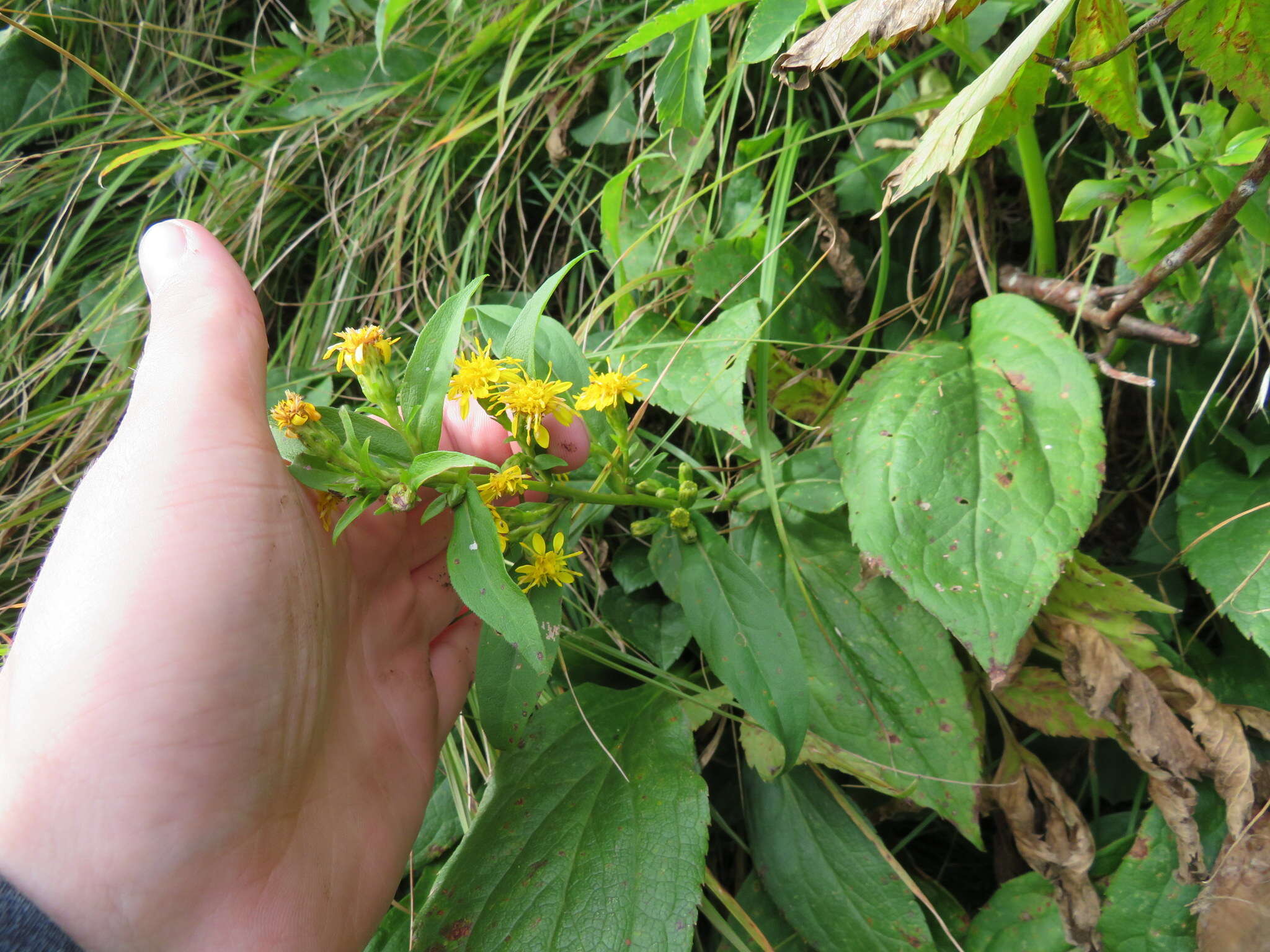 Solidago glomerata Michx. resmi