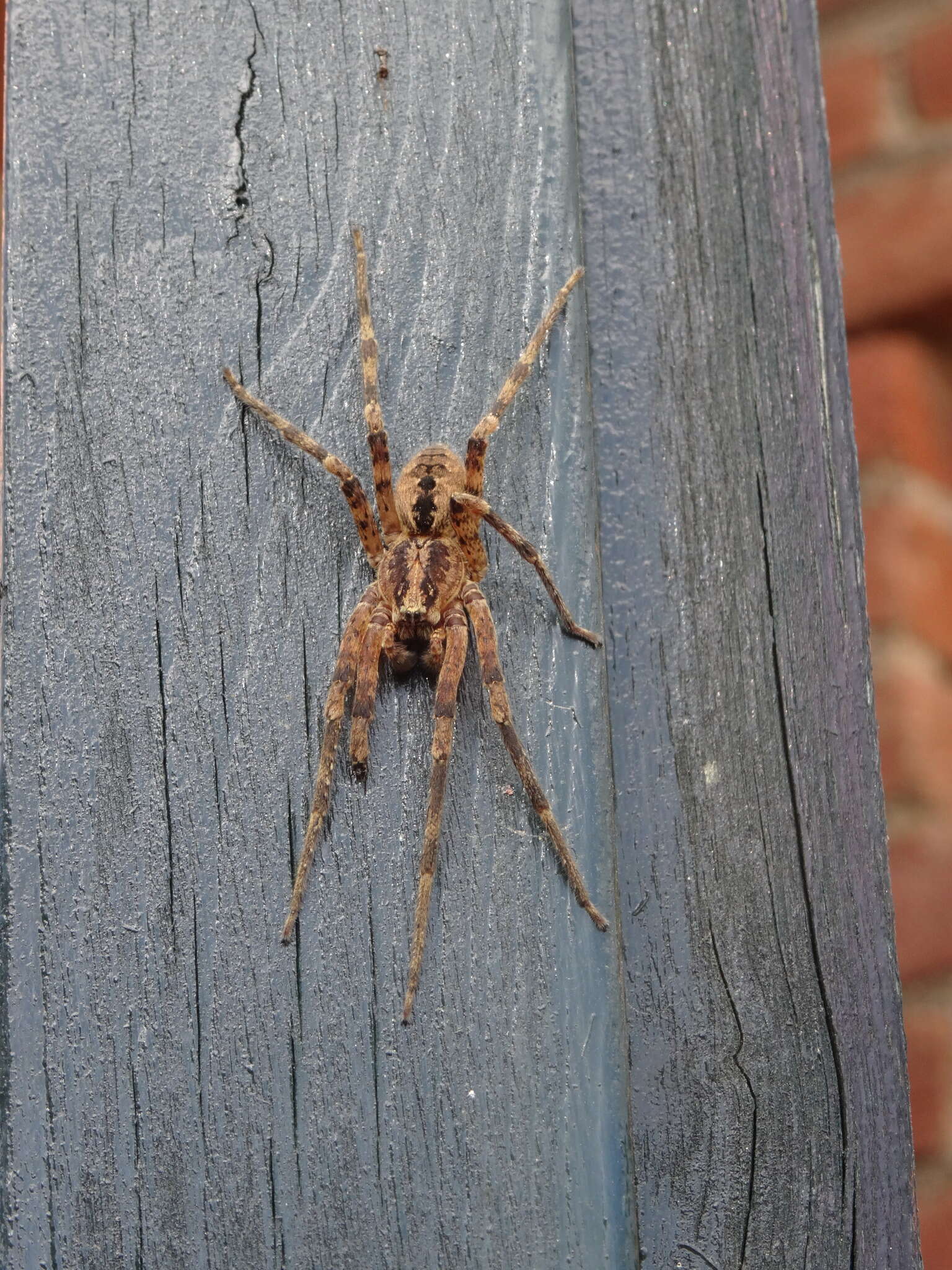 Image of Zoropsid spider