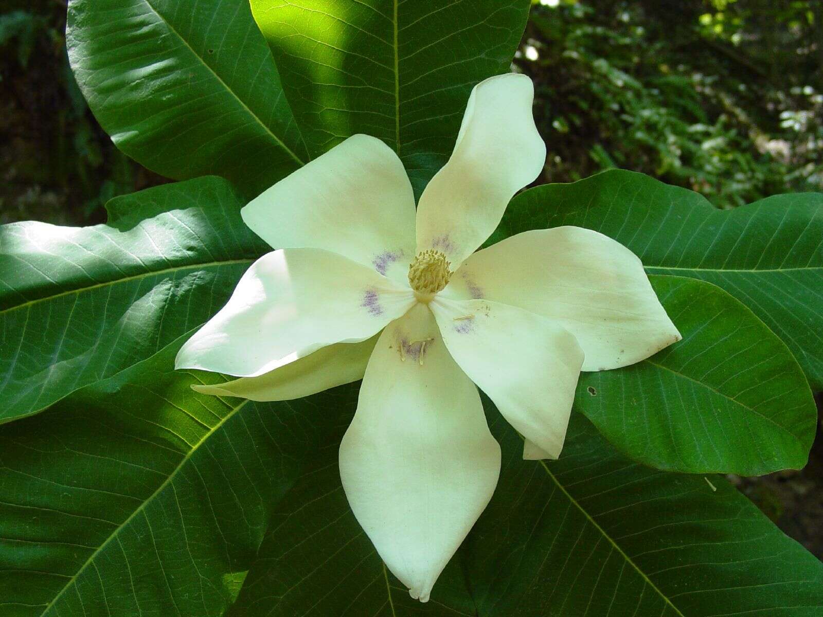 Image of Magnolia nuevoleonensis A. Vázquez & Domínguez-Yescas