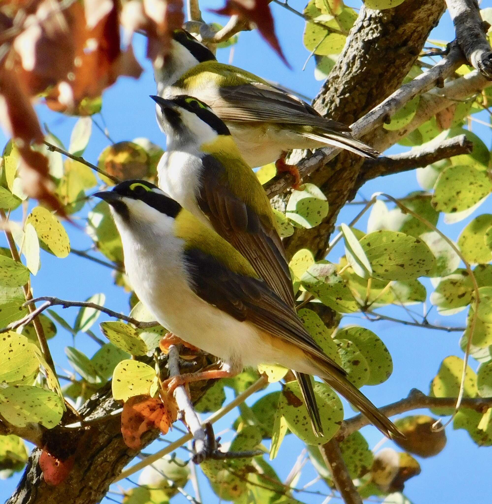 صورة Melithreptus gularis laetior Gould 1875