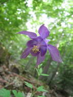 Image of Aquilegia dumeticola Jord.