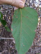 Image of kangaroo vine