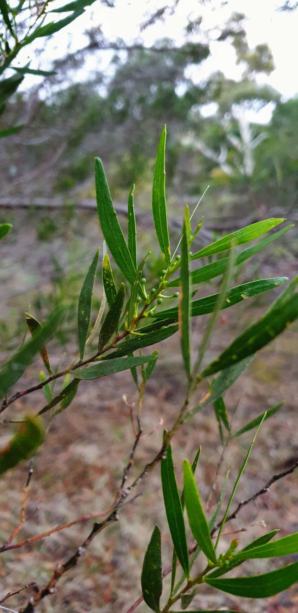 Image of Acacia dodonaeifolia (Pers.) Balb.