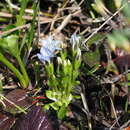 صورة Gentiana thunbergii var. minor (Maxim.) Nakai