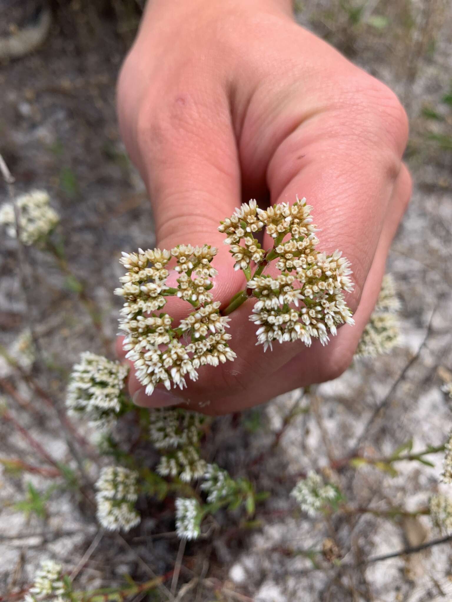 Слика од Paronychia erecta (Chapm.) Shinners