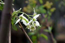 Image of Amelanchier grandiflora Rehd.