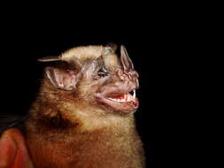 Image of greater yellow-shouldered bat