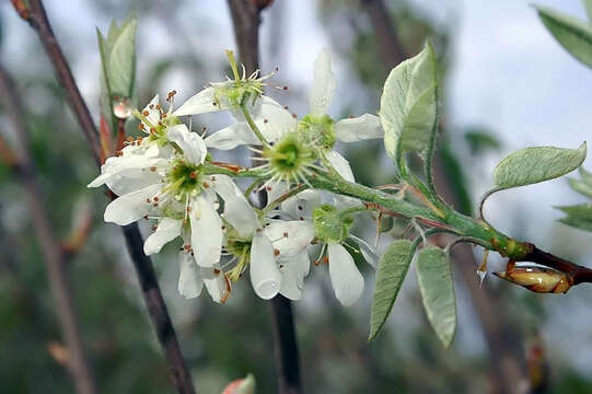 Image of Amelanchier grandiflora Rehd.