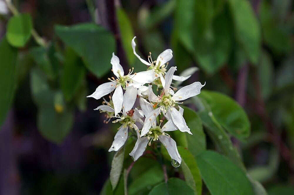 Image of Canadian serviceberry