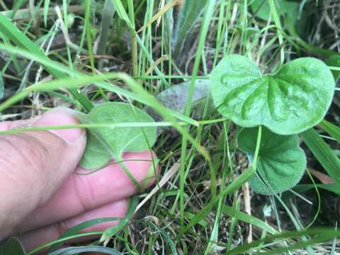 Image of Dichondra repens J. R. Forster & G. Forster