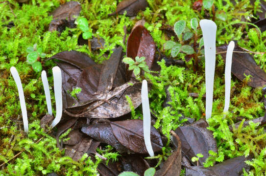 Clavaria falcata Pers. 1794 resmi