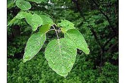 Image of Allegheny Serviceberry