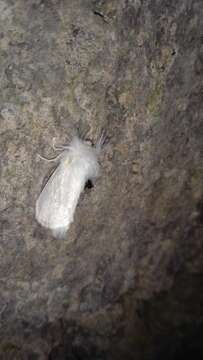 Image of White Flannel Moth