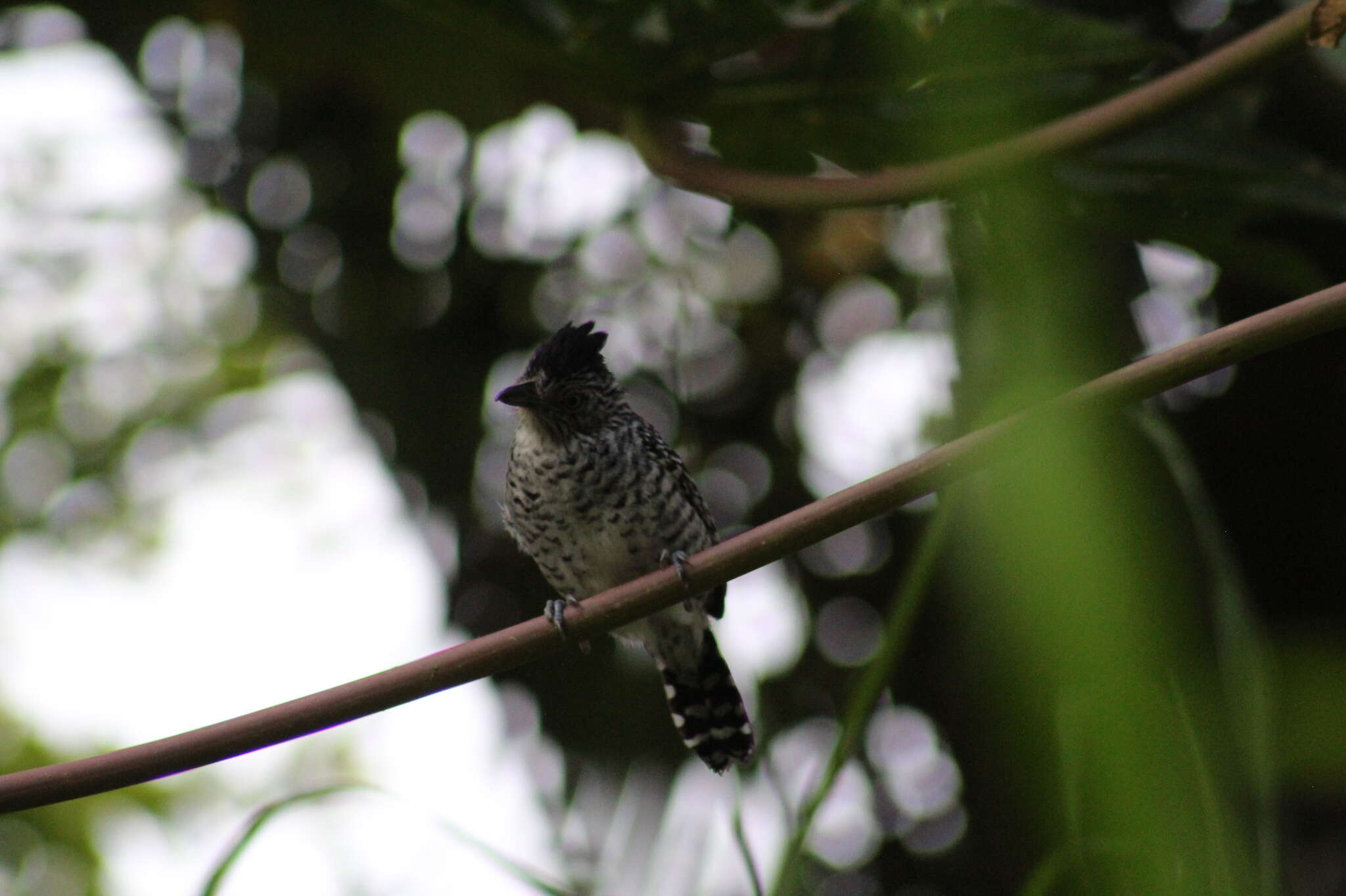 Image of Thamnophilus doliatus albicans Lafresnaye 1844