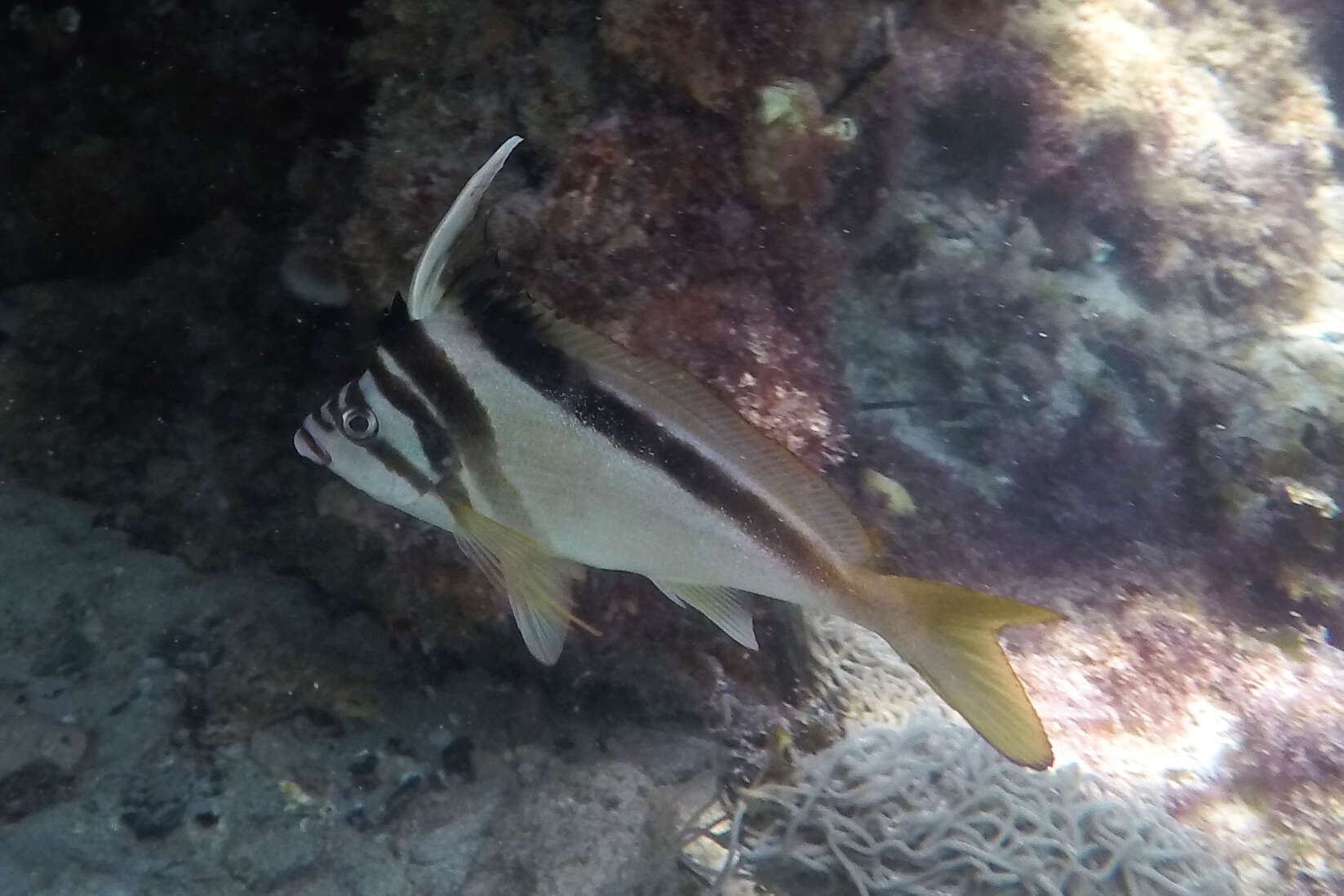 Image of Crested morwong