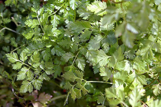 Image of garden chervil