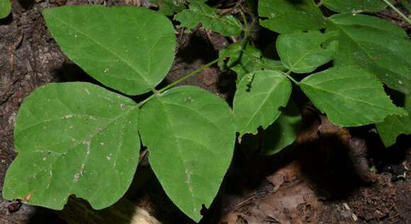 Image of <i>Hylodesmum pauciflorum</i>