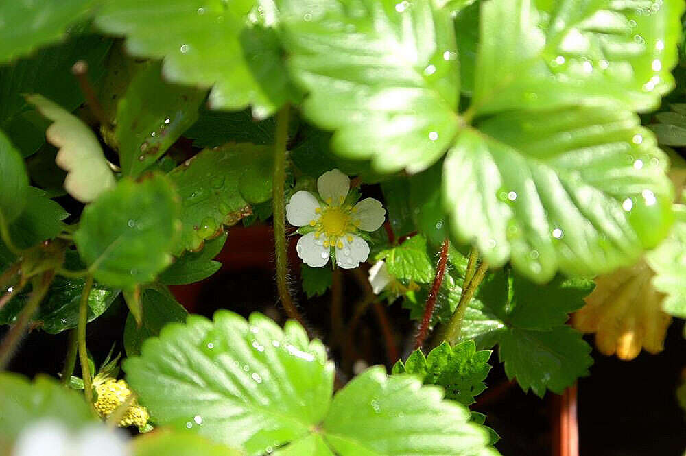 Image of woodland strawberry